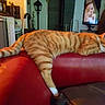 Moka a rejoint le concours — aidez-le/la à gagner de superbes lots ! cat, orange_tabby, pet, sleeping, relaxed, couch, red_couch, indoor, living_room, domestic_animal, feline, striped_fur, whiskers, closed_eyes, paws, tail, furniture, home, cozy, photography
