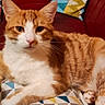 Moka a rejoint le concours — aidez-le/la à gagner de superbes lots ! cat, orange_cat, white_cat, pet, animal, feline, portrait, close_up, lying_down, cushion, patterned_fabric, red_couch, indoor, home, whiskers, ears, eyes, striped_fur, relaxed, photography