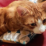 Moka a rejoint le concours — aidez-le/la à gagner de superbes lots ! cat, orange_cat, white_cat, tabby, pet, animal, feline, lying_down, relaxed, cushion, sofa, red_sofa, indoor, home, furniture, whiskers, ears, paws, closeup, photograph