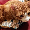 cat, orange_cat, white_cat, tabby, pet, animal, feline, lying_down, relaxed, cushion, sofa, red_sofa, indoor, home, furniture, whiskers, ears, paws, closeup, photograph