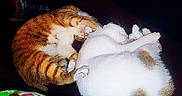 Moka participe au concours pour gagner de l'argent avec cette photo : cat, cats, orange_tabby, white_cat, pet, feline, sleeping, cuddling, playing, wrestling, fur, whiskers, paws, indoors, dark_background, close_up, animal, cute, relaxed, photography