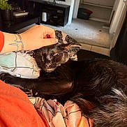 Crow is registered to the contest to win money with this photo: bedding, black_cat, blanket, bracelet, cat, closeup, couch, cozy, furniture, hand, human_hand, indoor, living_room, pet, relaxing, sleeping, sunlight, tattoo, tv, whiskers