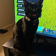 Crow is registered to the contest to win money with this photo: cat, black_cat, tongue_out, wide_eyes, collar, bell, television, video_game_menu, green_background, living_room, table, carpet, sitting, close_up, pet, whiskers, indoor, screen_glow, surprised, portrait