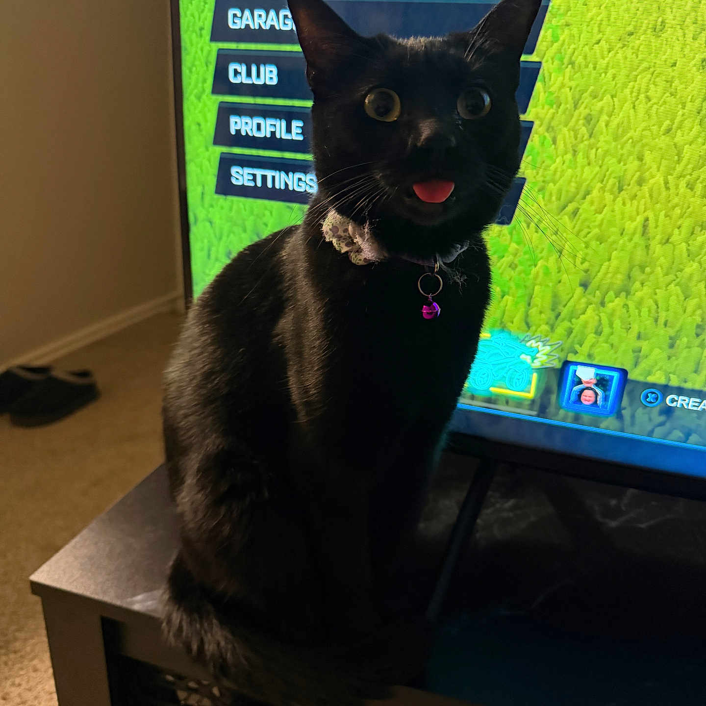 Crow is registered to the contest to win money with this photo: bell, black_cat, carpet, cat, close_up, collar, green_background, indoor, living_room, pet, portrait, screen_glow, sitting, surprised, table, television, tongue_out, video_game_menu, whiskers, wide_eyes