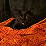 black_cat, blanket, cat, close_up, cozy, ears, eyes, fabric, feline, fur, home, indoor, orange_blanket, pet, portrait, relaxed, resting, sleepy, soft_texture, tongue_out