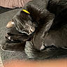 Crow joined the competition — help win amazing prizes! black_cat, cat, closeup, collar, couch, cozy, curled, fur, human_arm, indoor, nap, paw, pet, relaxation, resting, sleeping, sofa, tail, whiskers, yellow_collar