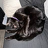 Crow is registered to the contest to win money with this photo: bed, bedding, bedroom, black_cat, blanket, cat, close_up, cozy, curled_up, fur, indoor, nighttime, paws, pet, pillow, purple_collar, resting, sleeping, soft_shade, whiskers