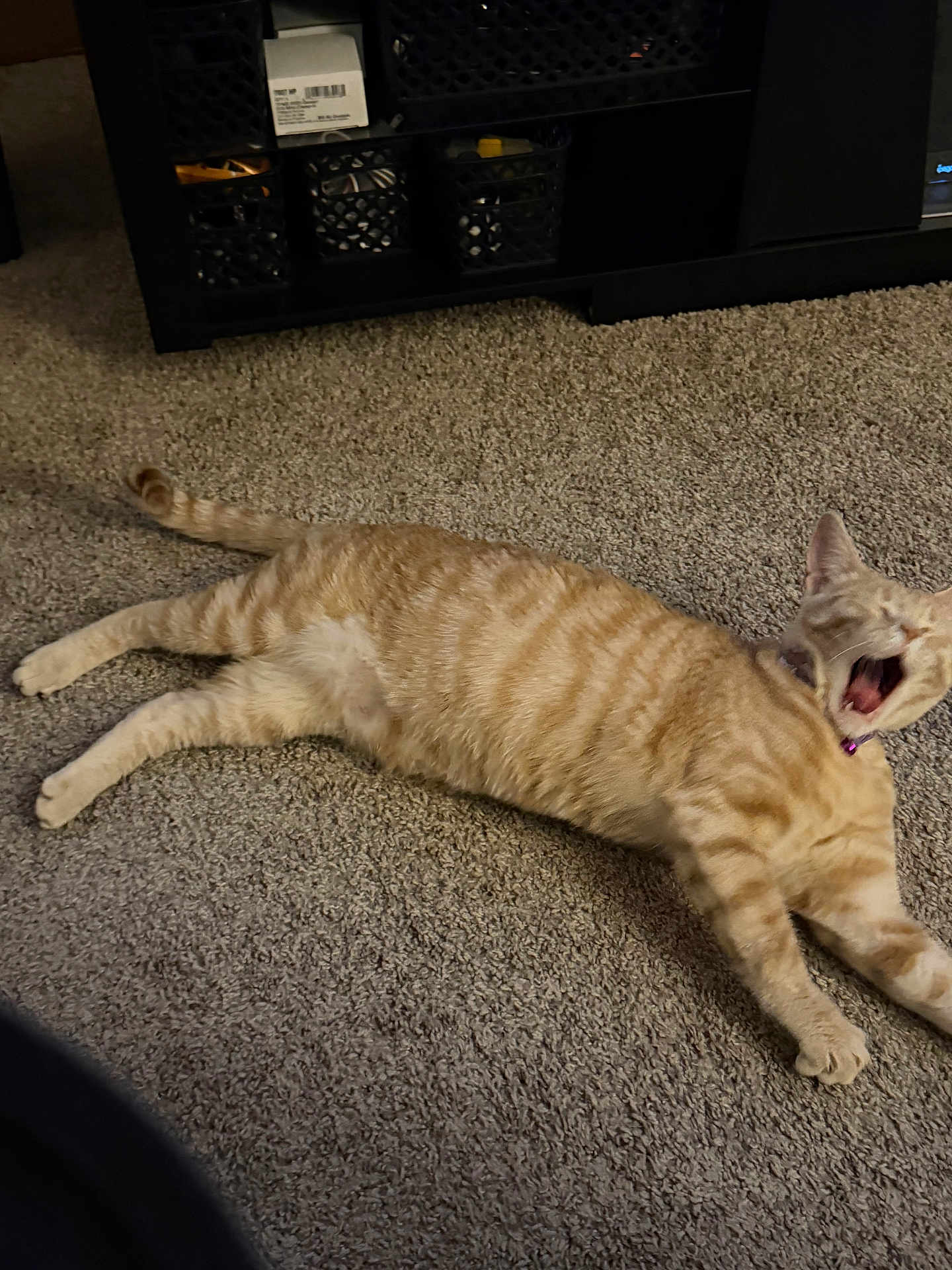 Little Man joined the competition — help win amazing prizes! cat, orange_tabby, tabby, yawning, pet, indoor, carpet, collar, striped, feline, stretched, relaxed, domestic_animal, mammal, whiskers, paw, living_room, furniture, cute, sleepy