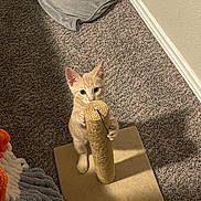 Little Man is registered to the contest to win money with this photo: kitten, cat, pet, scratching_post, carpet, indoor, toy, paws, ears, whiskers, looking_up, beige_fur, cozy, corner, blanket, crochet_blanket, floor, baseboard, shadow, small_animal