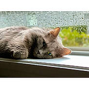 Alaska joined the competition — help win amazing prizes! cat, gray_cat, fluffy, window, rain_drops, sleepy, animal, pet, indoor, cozy, relaxed, fur, whiskers, close_up, laying_down, natural_light, home, soft_focus, quiet, calm