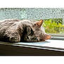 cat, gray_cat, fluffy, window, rain_drops, sleepy, animal, pet, indoor, cozy, relaxed, fur, whiskers, close_up, laying_down, natural_light, home, soft_focus, quiet, calm