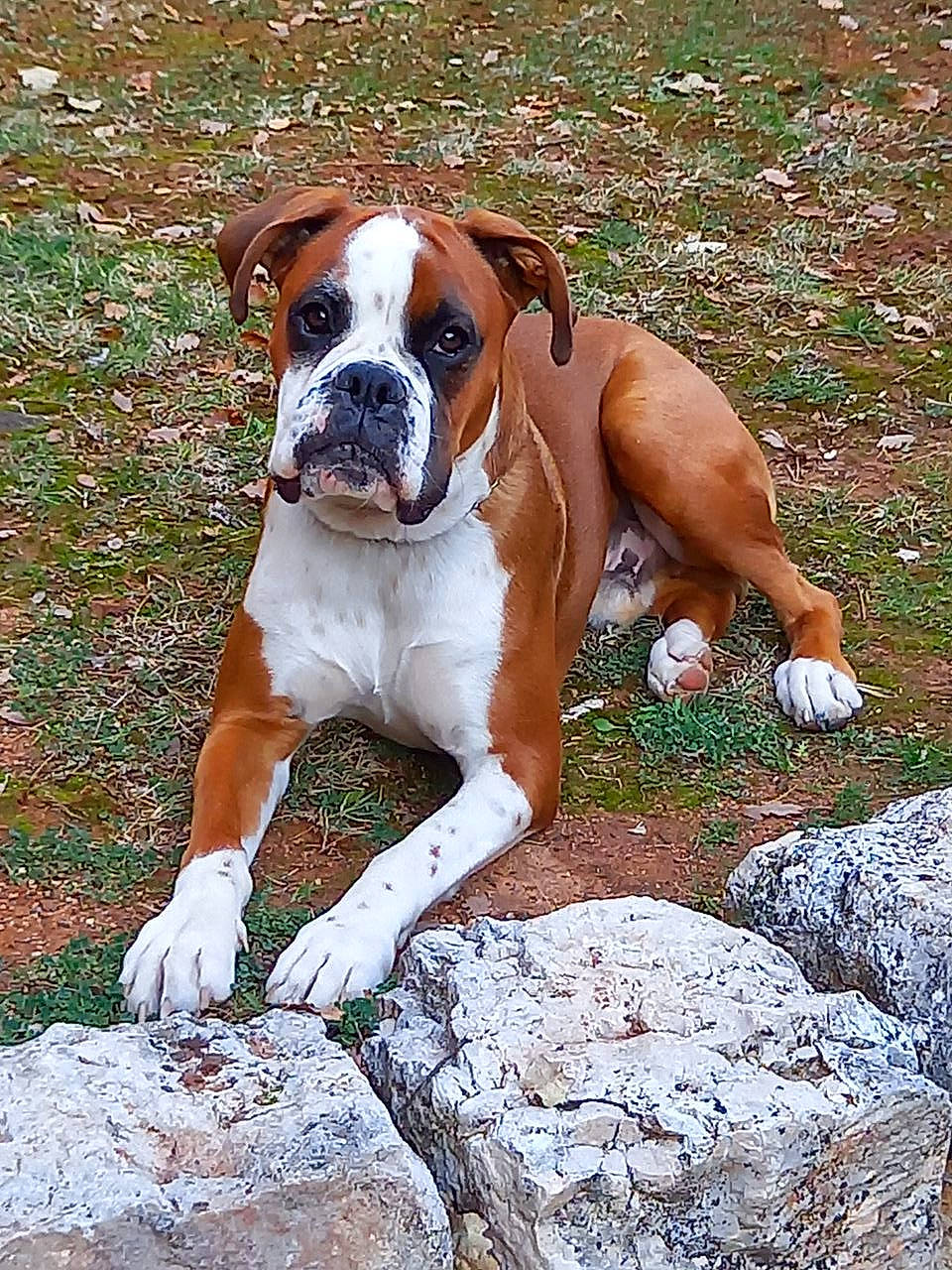 Ryo participe au concours pour gagner de l'argent avec cette photo : ancient_dog_breeds, boxer, canidae, carnivore, companion_dog, dog, dog_breed, dog_collar, fawn, grass, liver, molosser, non_sporting_group, plant, rock, terrestrial_animal, working_animal, working_dog, wrinkle