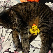 Sayori is registered to the contest to win money with this photo: animal, bed, bedding, belly, blanket, cat, close_up, cozy, furry, indoors, patterned_fabric, paws, pet, relaxed, sleeping, striped_fur, tabby_cat, toy, whiskers, yellow_duck