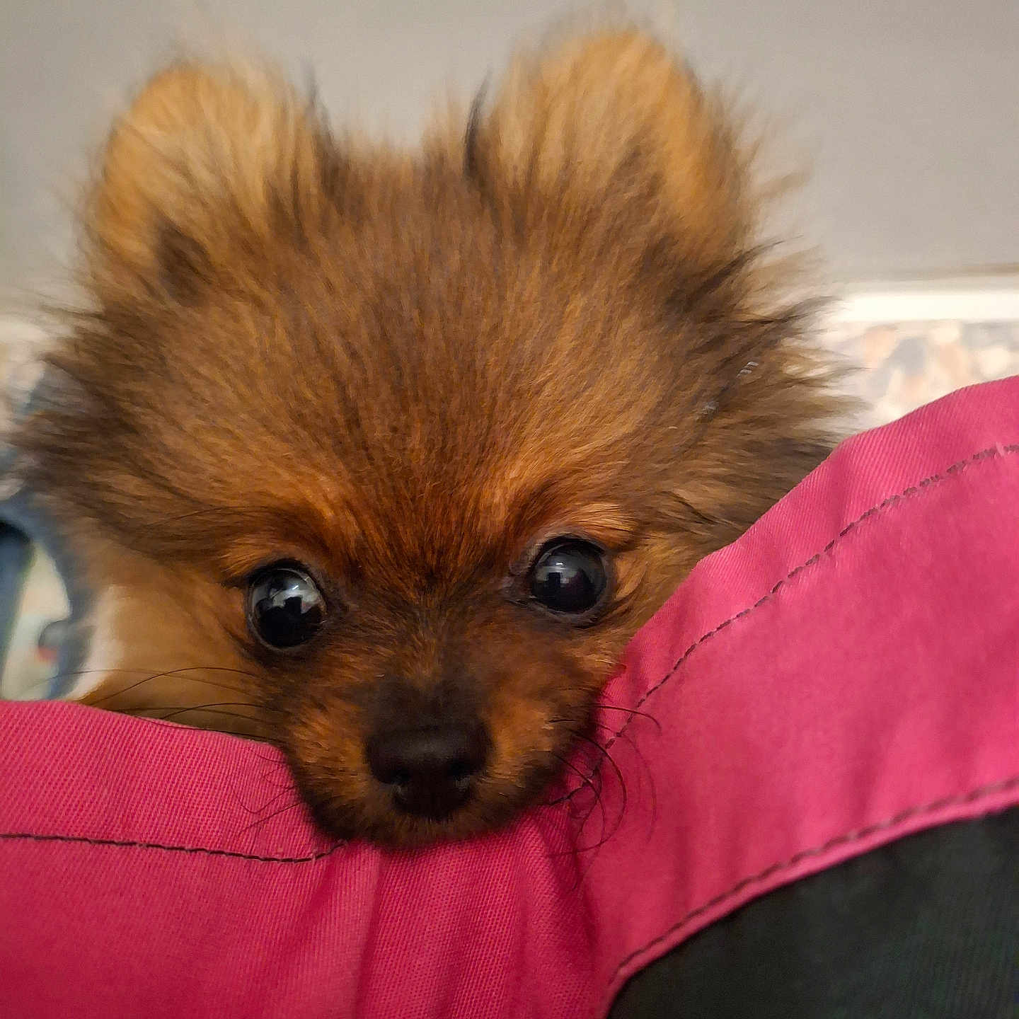 Vany a rejoint le concours — aidez-le/la à gagner de superbes lots ! animal, canine, chihuahua, chow, cockerspaniel, dog, eskimodog, papillon, pet, poodle, puppy, terrier