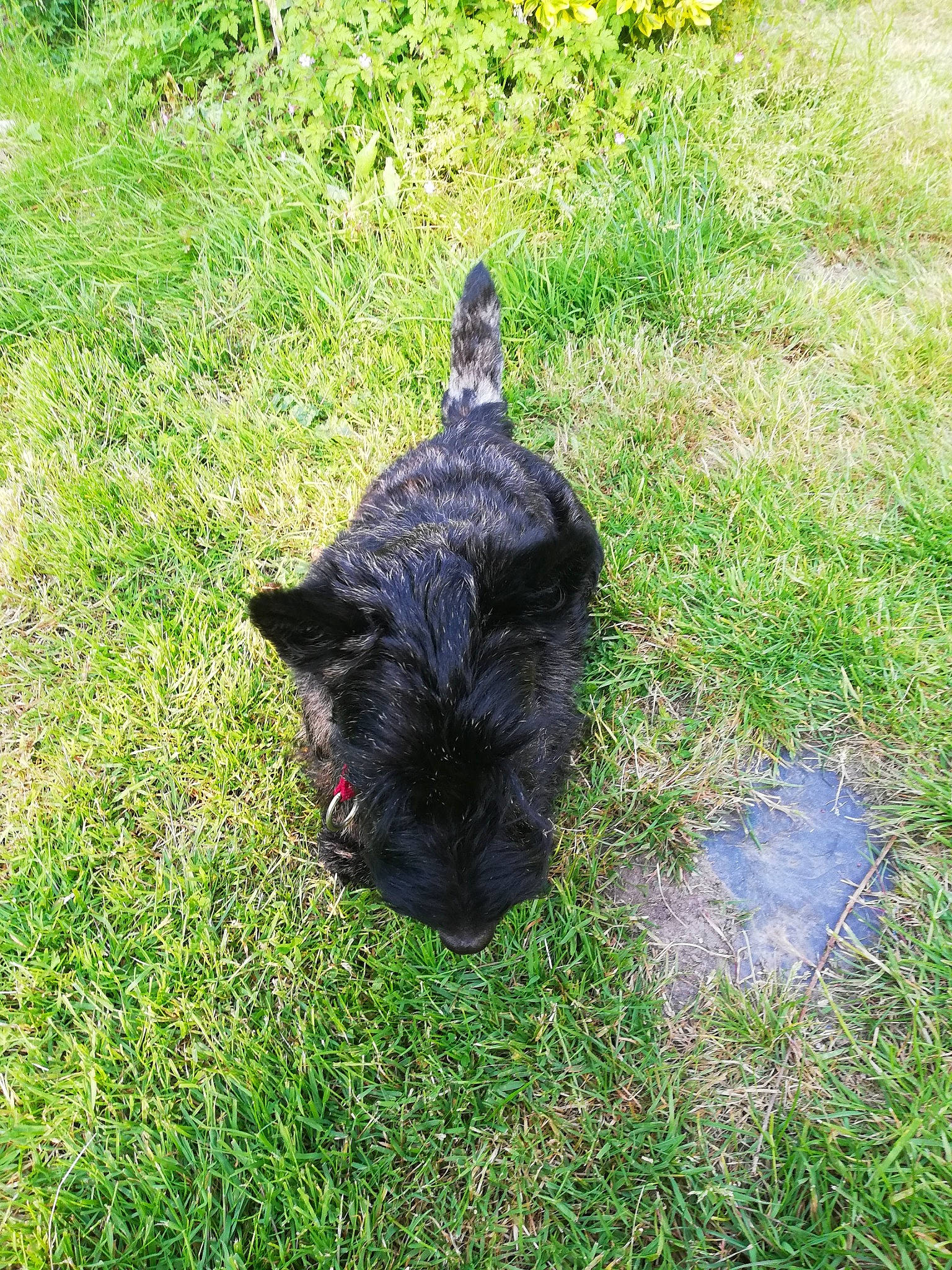 Tanguy a rejoint le concours — aidez-le/la à gagner de superbes lots ! black_cat, carnivore, cat, dog_breed, domestic_short_haired_cat, felidae, fur, grass, grass_family, grassland, groundcover, lawn, plant, shadow, small_to_medium_sized_cats, soil, sporting_group, tail, terrestrial_animal, working_animal
