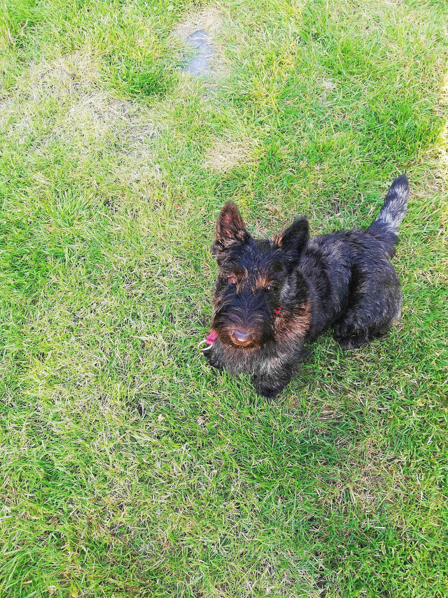 Tanguy participe au concours pour gagner de l'argent avec cette photo : canidae, carnivore, dog, dog_breed, german_shepherd_dog, grass, groundcover, guard_dog, herding_dog, king_shepherd, liver, old_german_shepherd_dog, plant, snout, sporting_group, tail, terrestrial_animal, water_dog, working_dog