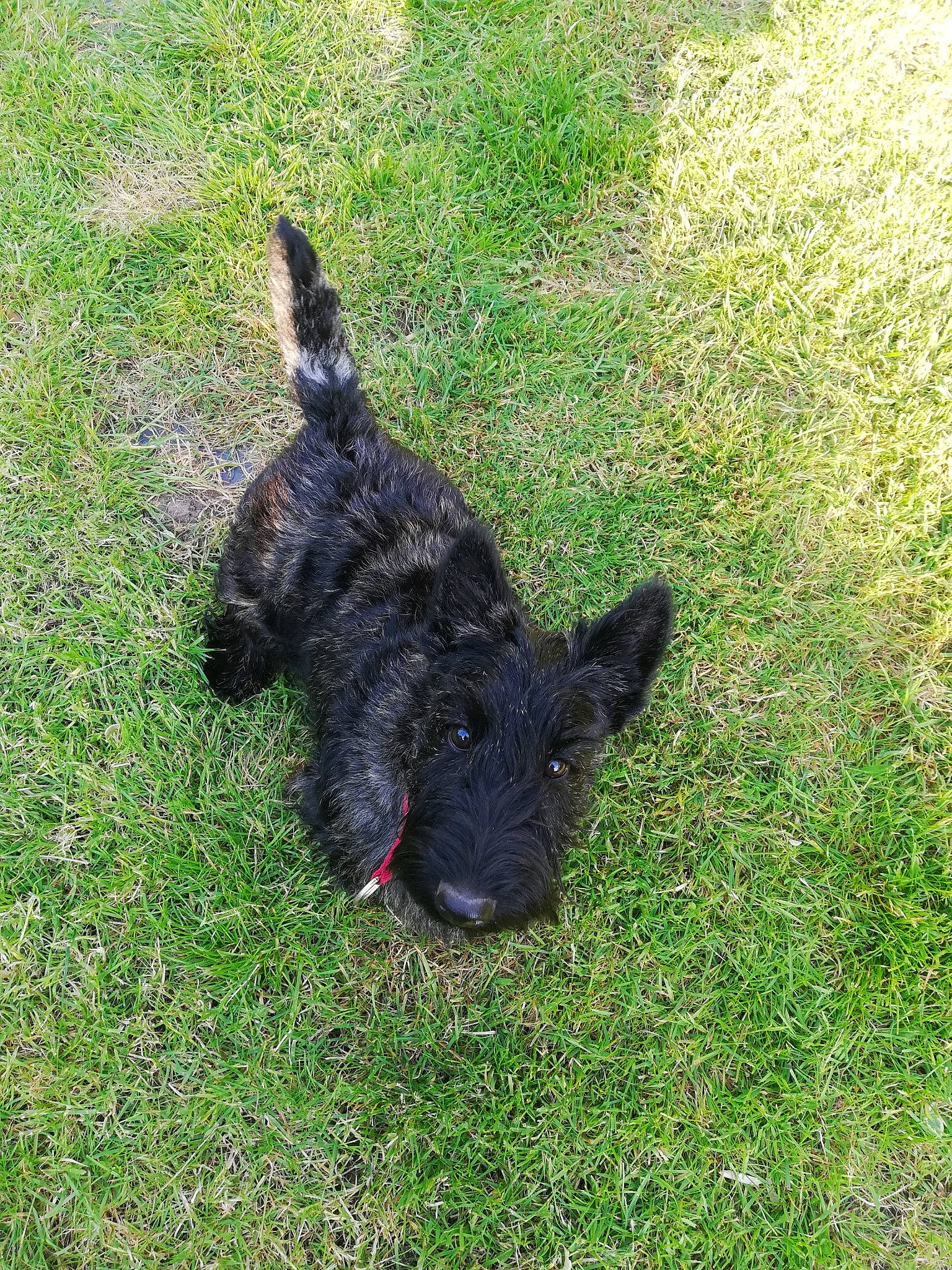Tanguy a rejoint le concours — aidez-le/la à gagner de superbes lots ! canidae, carnivore, companion_dog, dog, dog_breed, fur, grass, grassland, groundcover, non_sporting_group, soil, sporting_group, tail, terrestrial_animal, terrier, water_dog, working_animal