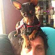 Belle is registered to the contest to win money with this photo: dog, person, face, ear, couch, furniture, indoor, man, pet, brown, black, hair, relaxing, sitting, looking_down, close_up, window, glass_cabinet, household_items, casual