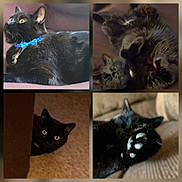 Bubba is registered to the contest to win money with this photo: animal, black_cat, blue_bow_tie, cat, close_up, collage, cozy, curious, cute, domestic_animal, feline, fur, indoor, paw, peeking, pet, playful, portrait, resting, whiskers