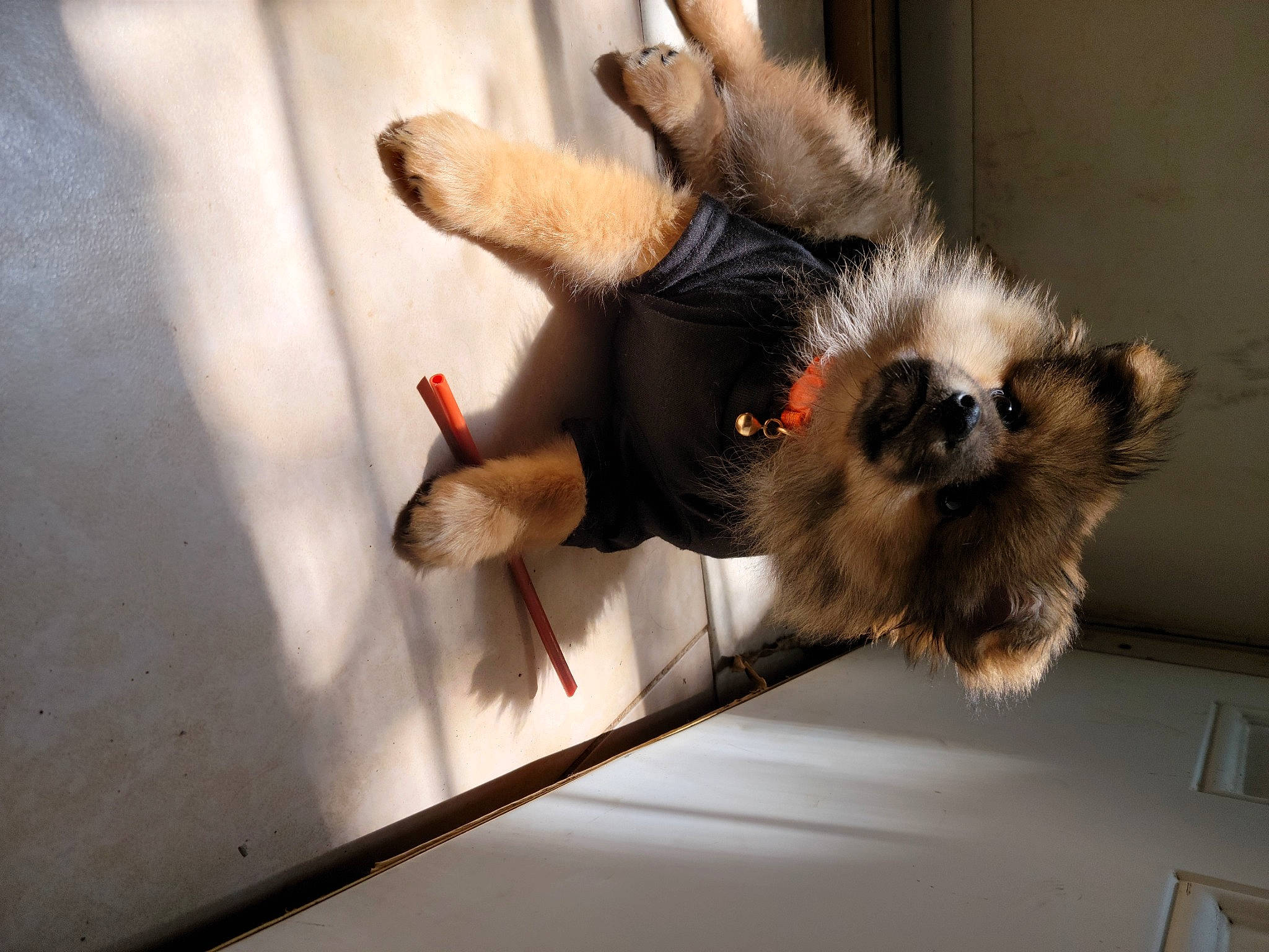 Coco joined the competition — help win amazing prizes! canidae, carnivore, claw, comfort, companion_dog, dog_breed, fawn, felidae, foot, fur, paw, primate, puppy, small_to_medium_sized_cats, snout, sporting_group, tail, toe, wing