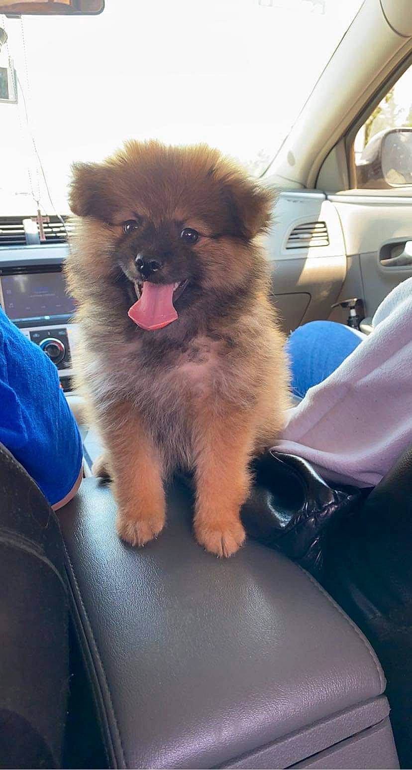 Coco joined the competition — help win amazing prizes! automotive_exterior, canidae, car, carnivore, companion_dog, dog, dog_breed, door, electric_blue, fawn, fur, german_spitz, german_spitz_klein, snout, spitz, sporting_group, toy_dog, vehicle, window, working_animal