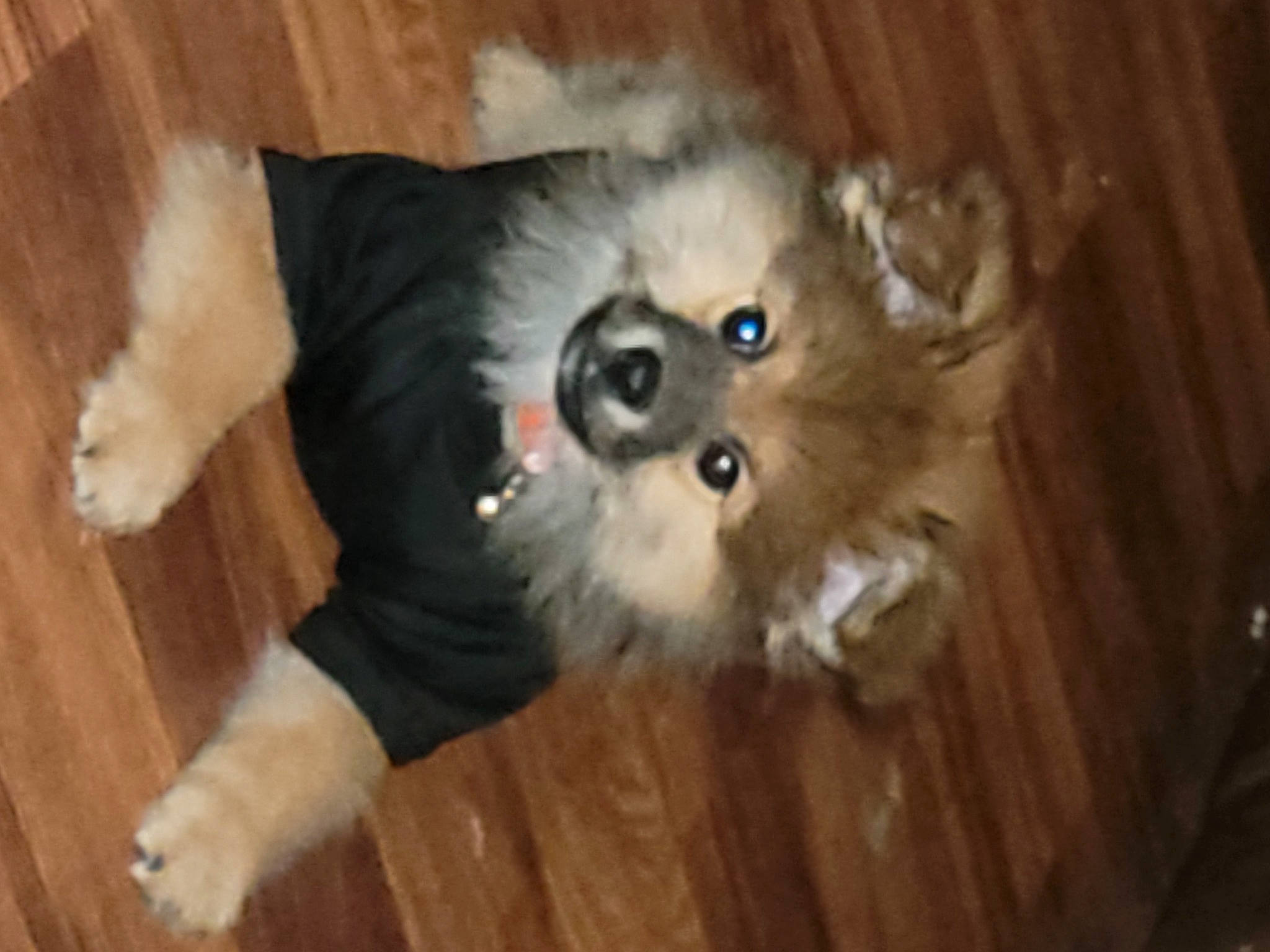 Coco joined the competition — help win amazing prizes! canidae, carnivore, companion_dog, dog, dog_breed, dog_supply, fawn, flooring, fur, german_spitz, german_spitz_klein, hardwood, liver, spitz, tail, toy_dog, whiskers, wood, wood_stain, working_animal