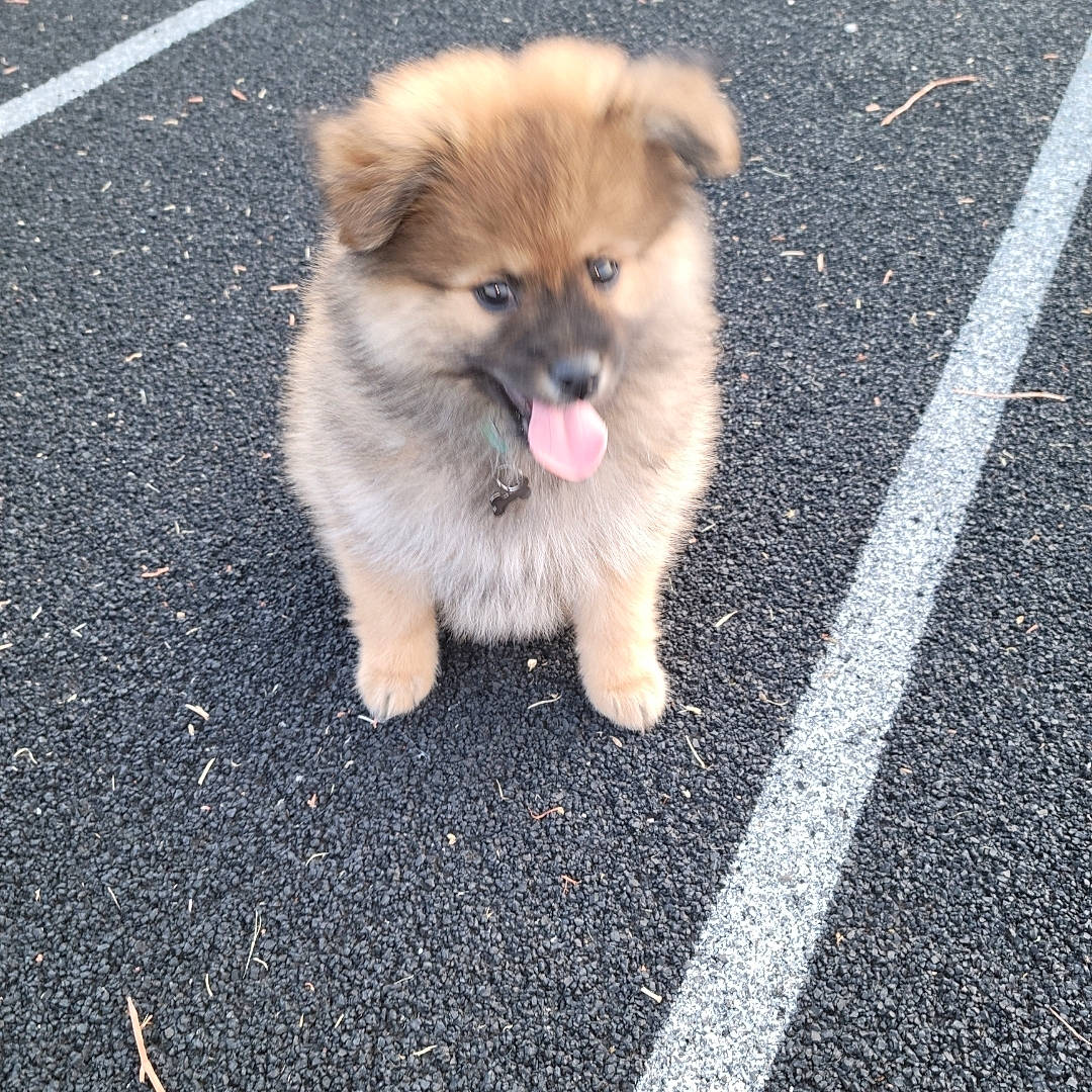 Coco is registered to the contest to win money with this photo: asphalt, carnivore, companion_dog, dog, dog_breed, fawn, fur, german_spitz, german_spitz_klein, german_spitz_mittel, road_surface, sidewalk, snout, spitz, tar, terrestrial_animal, toy_dog, volpino_italiano, whiskers, working_animal