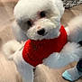 dog, poodle, white_dog, red_sweater, pet, indoor, wooden_floor, foot, sock, playful, cute, fluffy, animal, companion, domestic, toy_dog, small_dog, pet_clothing, curious, household
