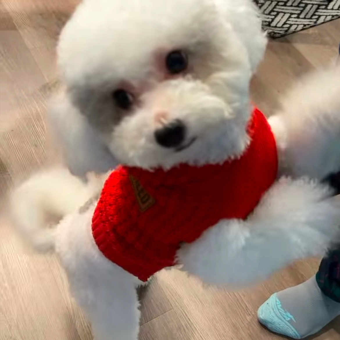 Cotton is registered to the contest to win money with this photo: animal, companion, curious, cute, dog, domestic, fluffy, foot, household, indoor, pet, pet_clothing, playful, poodle, red_sweater, small_dog, sock, toy_dog, white_dog, wooden_floor