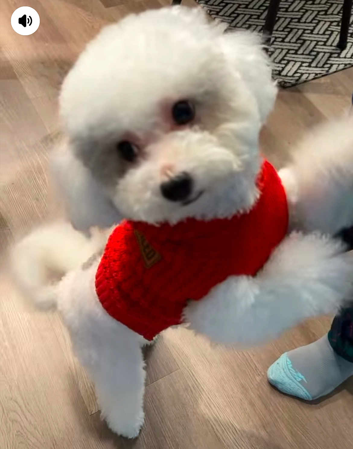 Cotton is registered to the contest to win money with this photo: dog, poodle, white_dog, red_sweater, pet, indoor, wooden_floor, foot, sock, playful, cute, fluffy, animal, companion, domestic, toy_dog, small_dog, pet_clothing, curious, household