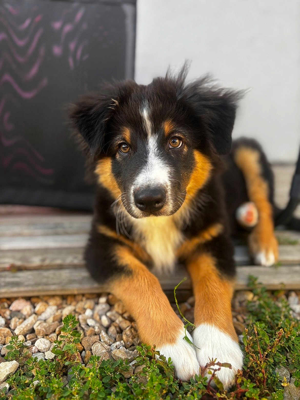 Milo