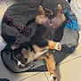 puppy, dog, bed, floor, toy, rope_toy, relaxed, lying_down, fur, cute, pet, indoor, tile_floor, canine, paw, black_fur, brown_fur, white_fur, animal, resting