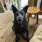 Buddy is registered to the contest to win money with this photo: dog, pet, animal, porch, wooden_floor, wooden_railing, stool, outdoor, sunlight, greenery, ears, collar, tag, sitting, looking_up, happy, tongue, shadow, person_leg, relaxed
