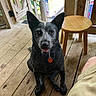 dog, pet, animal, porch, wooden_floor, wooden_railing, stool, outdoor, sunlight, greenery, ears, collar, tag, sitting, looking_up, happy, tongue, shadow, person_leg, relaxed