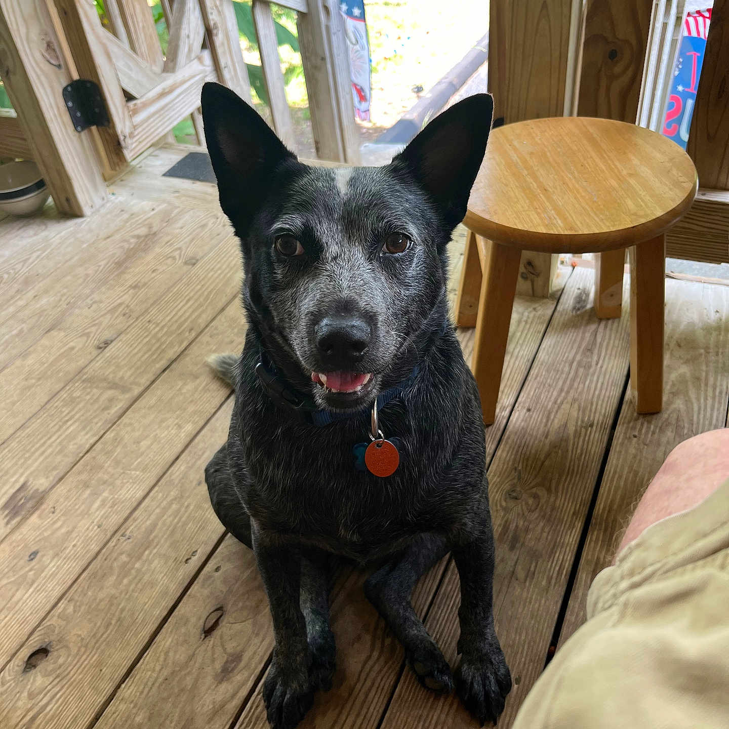 Buddy is registered to the contest to win money with this photo: dog, pet, animal, porch, wooden_floor, wooden_railing, stool, outdoor, sunlight, greenery, ears, collar, tag, sitting, looking_up, happy, tongue, shadow, person_leg, relaxed