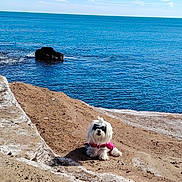Viana participe au concours pour gagner de l'argent avec cette photo : dog, white_dog, small_dog, rocky_shore, ocean, sea, water, sky, clouds, sunny, outdoor, pet, animal, nature, landscape, relaxing, pink_clothing, fur, coast, daytime
