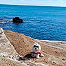 dog, white_dog, small_dog, rocky_shore, ocean, sea, water, sky, clouds, sunny, outdoor, pet, animal, nature, landscape, relaxing, pink_clothing, fur, coast, daytime