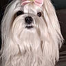 Viana a rejoint le concours — aidez-le/la à gagner de superbes lots ! dog, white_fur, long_hair, bow, pink_bow, golden_crown, pet, cute, fluffy, portrait, indoors, close_up, animal, adorable, groomed, face, fur, domestic_animal, companion, looking