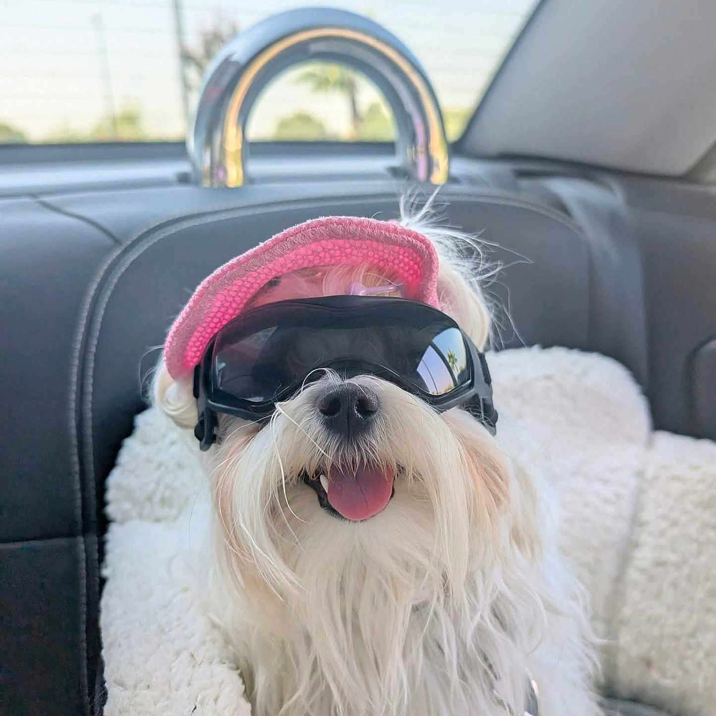 Viana a rejoint le concours — aidez-le/la à gagner de superbes lots ! dog, sunglasses, pink_visor, car_interior, pet_bed, white_fur, leash, tongue_out, happy, pet, travel, seat, window, sunlight, cute, fluffy, accessory, canine, relaxed, portrait