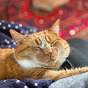 Maō participe au concours pour gagner de l'argent avec cette photo : cat, orange_tabby, sleeping, cozy, blanket, feline, pet, whiskers, fur, closeup, relaxed, indoor, resting, cute, animal, domestic_cat, snuggled, soft_texture, comfort, peaceful