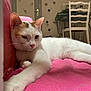 animal, cat, chair, cozy, desk, door, feline, furniture, home, indoor, orange_patches, paw, pet, pink_blanket, relaxed, sofa, stretching, wall, whiskers, white_cat