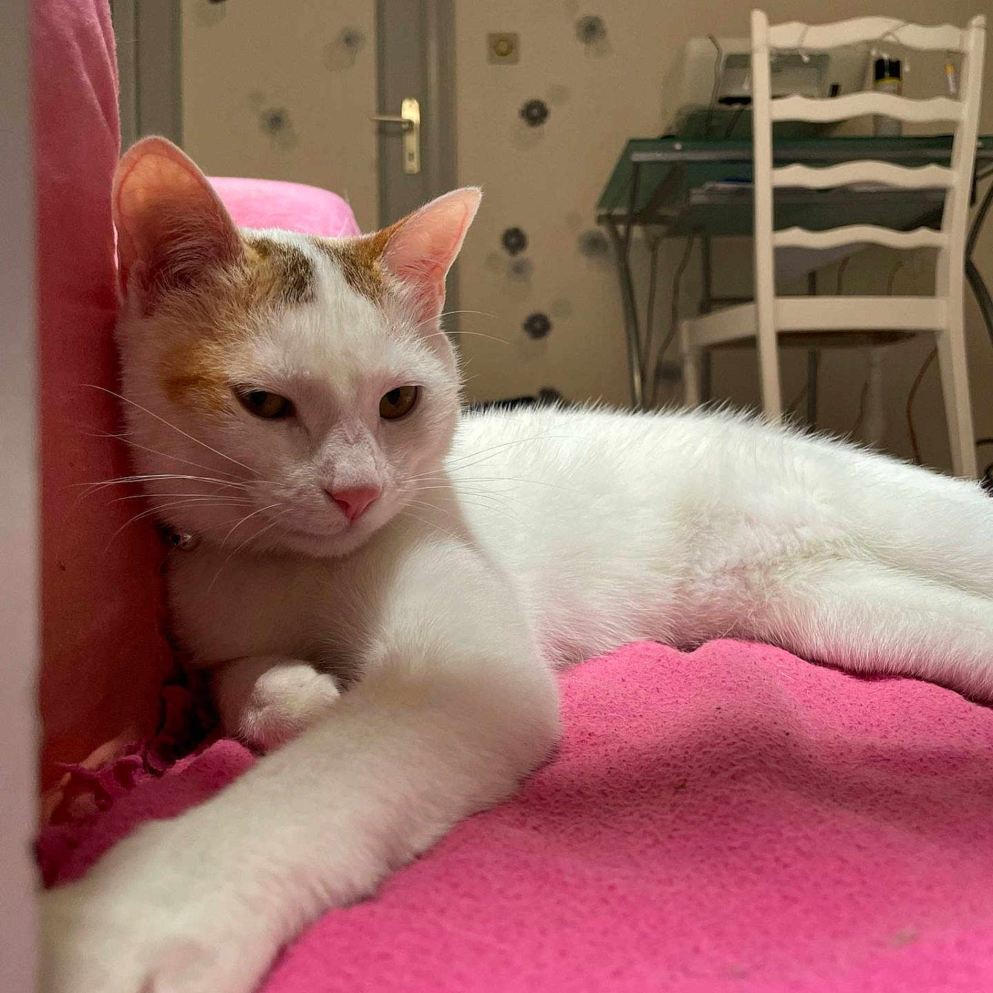 Wega participe au concours pour gagner de l'argent avec cette photo : animal, cat, chair, cozy, desk, door, feline, furniture, home, indoor, orange_patches, paw, pet, pink_blanket, relaxed, sofa, stretching, wall, whiskers, white_cat