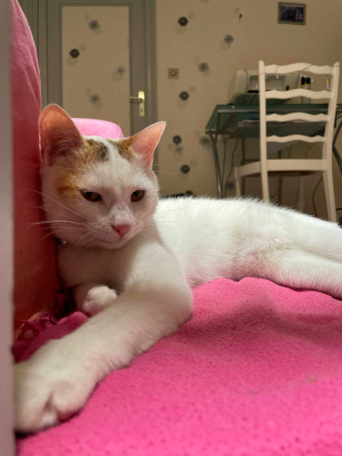 Wega participe au concours pour gagner de l'argent avec cette photo : animal, cat, chair, cozy, desk, door, feline, furniture, home, indoor, orange_patches, paw, pet, pink_blanket, relaxed, sofa, stretching, wall, whiskers, white_cat