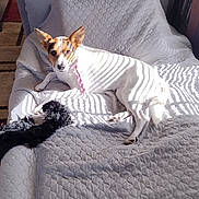 Pee is registered to the contest to win money with this photo: dog, pet, couch, quilted_blanket, sunlight, shadow, living_room, television, bookshelf, plant, floor, tile_floor, blanket, indoor, small_dog, striped_shadow, relaxed, furniture, home, canine