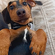 Aïka participe au concours pour gagner de l'argent avec cette photo : dog, dachshund, pet, puppy, close_up, snout, paws, nails, collar, tag, couch, cushion, blanket, indoor, lying_on_back, playful, big_eyes, nose, brown_and_black, cute