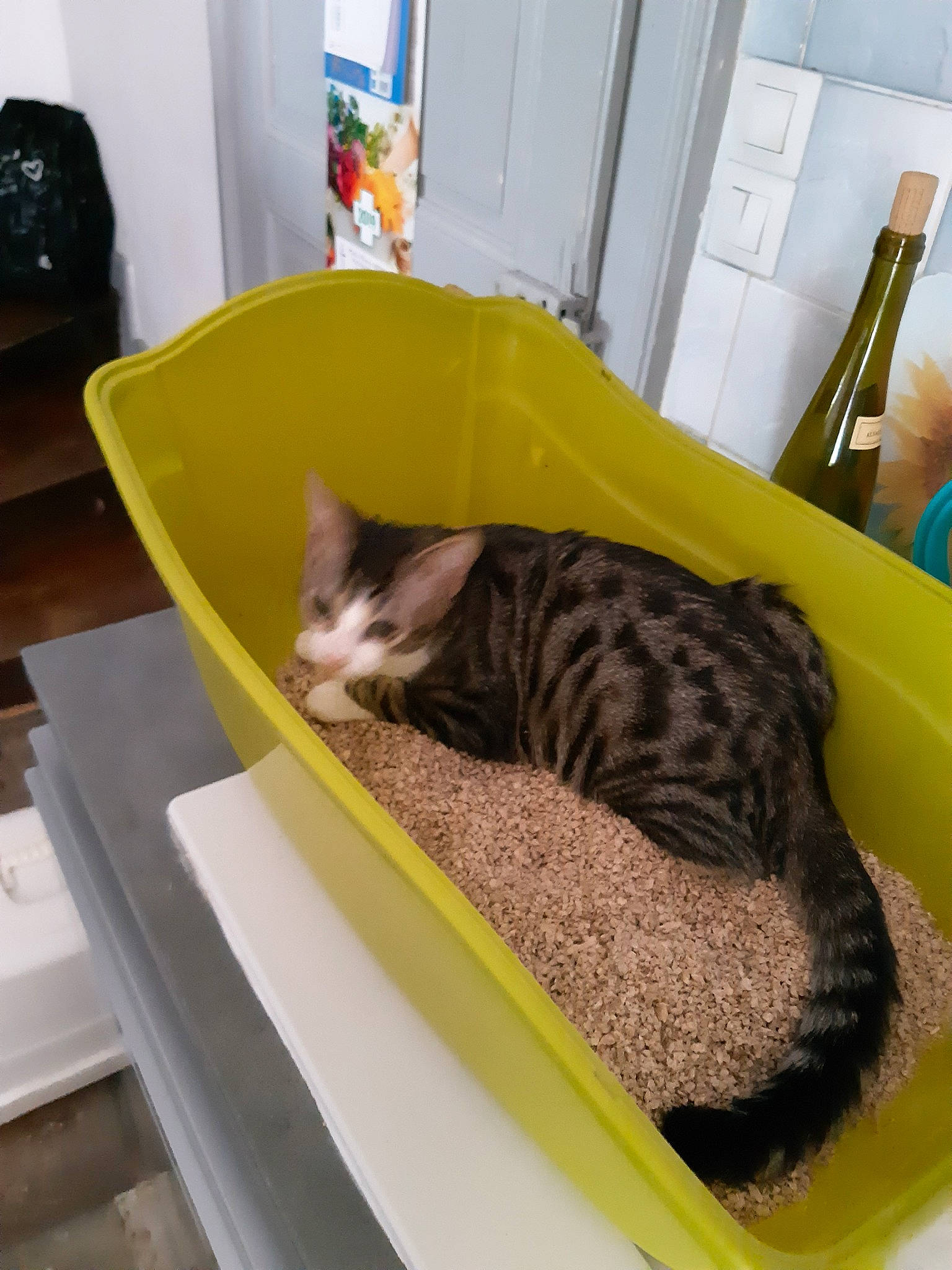 Mooglette a rejoint le concours — aidez-le/la à gagner de superbes lots ! american_shorthair, asian, carnivore, cat, cat_bed, cat_supply, domestic_short_haired_cat, dragon_li, european_shorthair, felidae, kitten, litter_box, ocicat, small_to_medium_sized_cats, whiskers