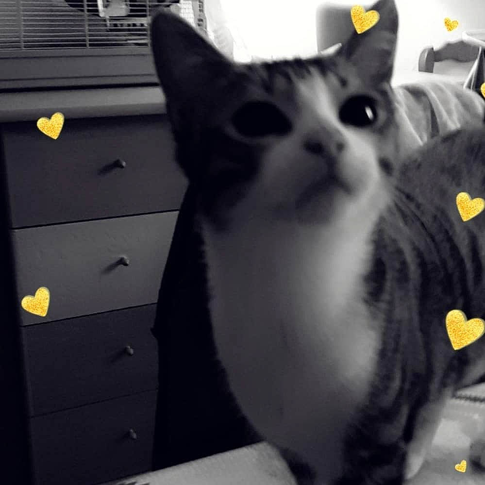 Mooglette participe au concours pour gagner de l'argent avec cette photo : aegean_cat, american_shorthair, american_wirehair, asian, black_and_white, black_cat, carnivore, cat, domestic_short_haired_cat, european_shorthair, felidae, fur, kitten, paw, polydactyl_cat, small_to_medium_sized_cats, snout, tail, whiskers, yellow