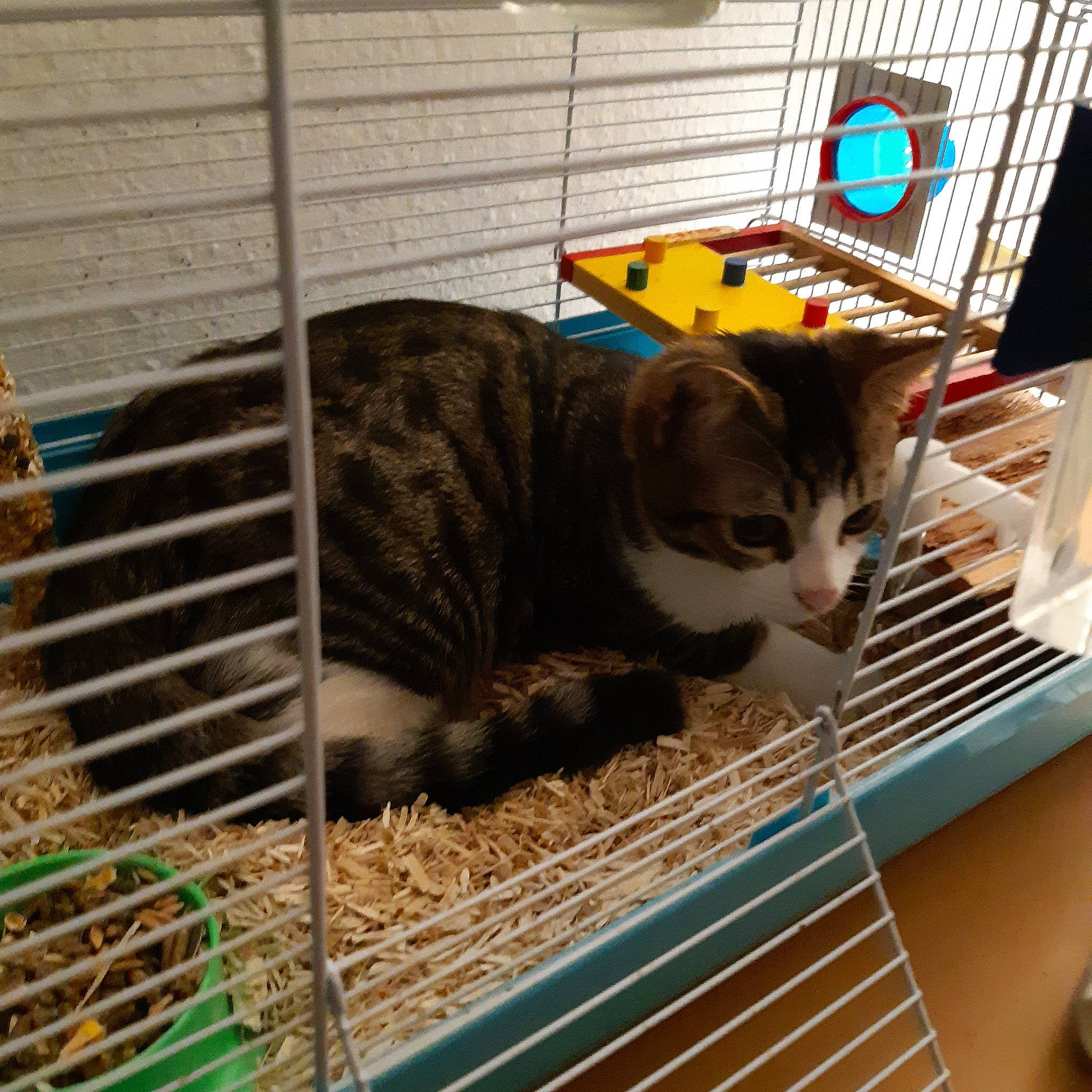 Mooglette participe au concours pour gagner de l'argent avec cette photo : american_shorthair, animal_shelter, asian, bengal, cage, carnivore, cat, domestic_short_haired_cat, dragon_li, european_shorthair, felidae, kitten, ocicat, pet_supply, small_to_medium_sized_cats, tabby_cat, whiskers