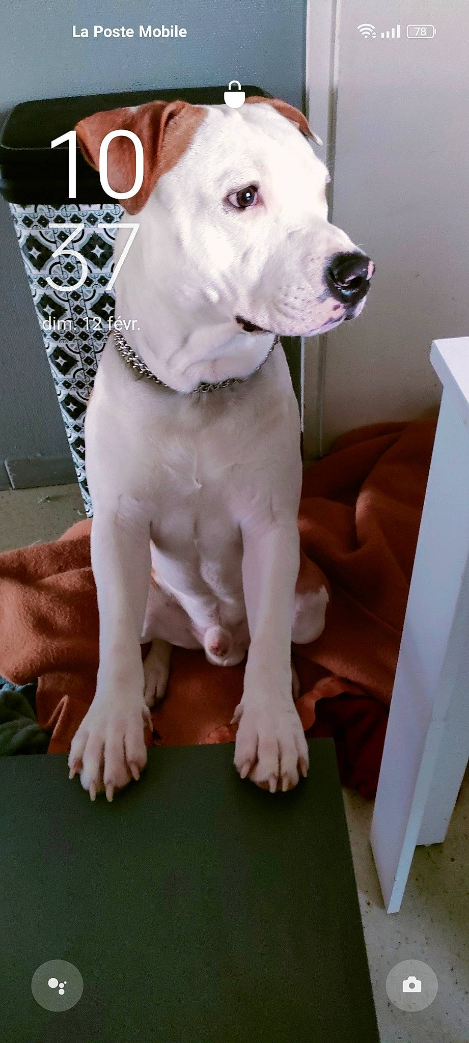 Tyron participe au concours pour gagner de l'argent avec cette photo : canidae, carnivore, collar, comfort, companion_dog, dog, dog_breed, dog_collar, dog_supply, fawn, flooring, foot, non_sporting_group, pet_supply, sitting, snout, sporting_group, white, working_animal