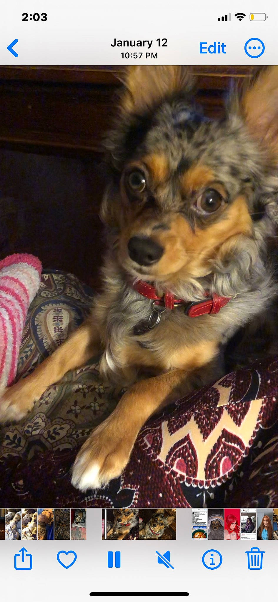 Scrappy joined the competition — help win amazing prizes! ball, canidae, carnivore, companion_dog, dog, dog_breed, dog_supply, fashion_accessory, fawn, fur, hat, puppy, small_terrier, sporting_group, terrier, toy_dog, whiskers, wood, working_animal, working_dog